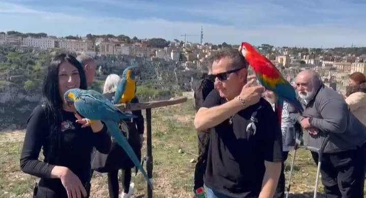 Sullo sfondo dei Sassi brillano i colori dei pappagalli: a Matera l’attore Enzo Salvi e Chiara Alessandrini, vicepresidente e presidente dell’associazione “Passione Pappagalli Free Flight”